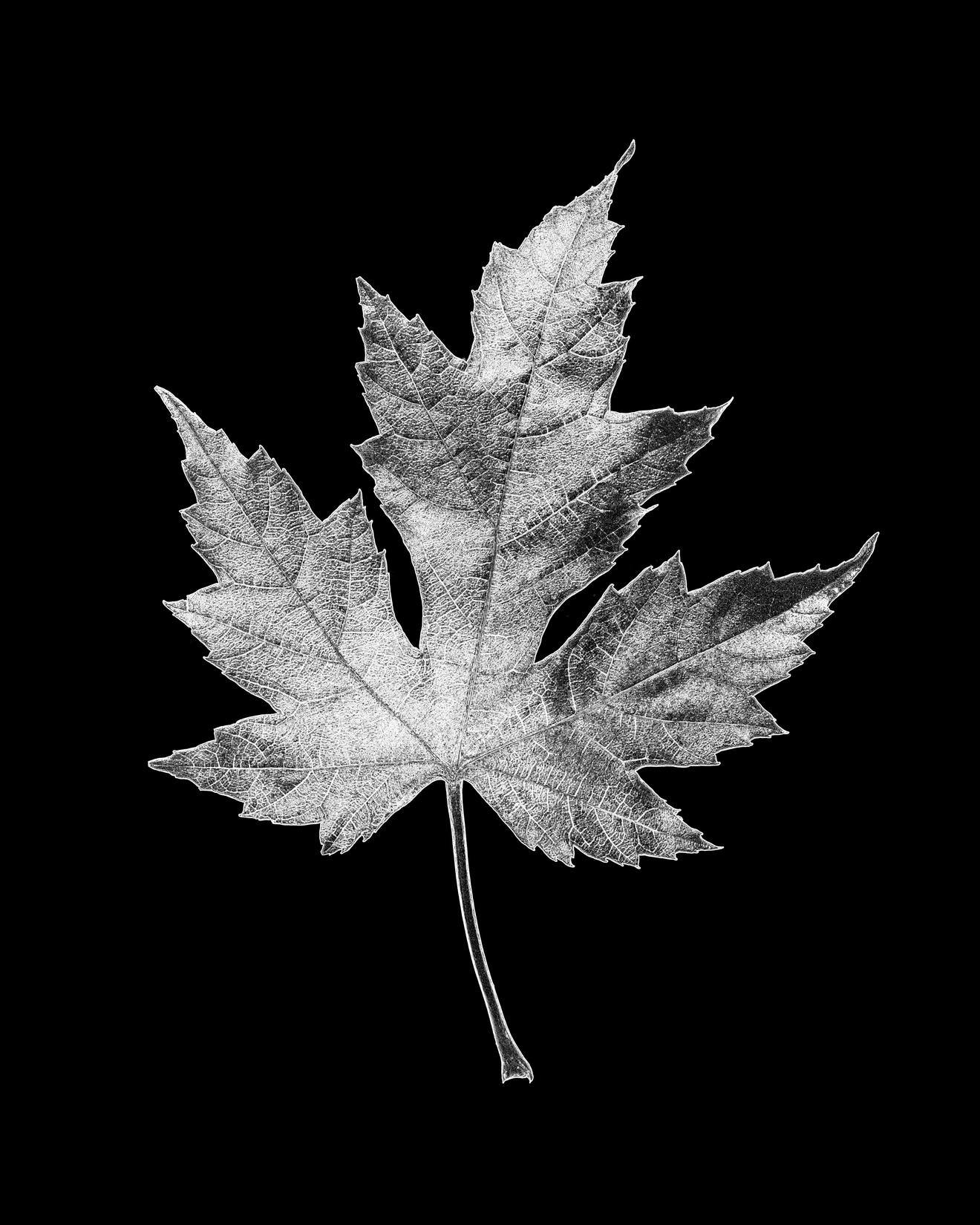 Black and white image of a Canadian maple leaf